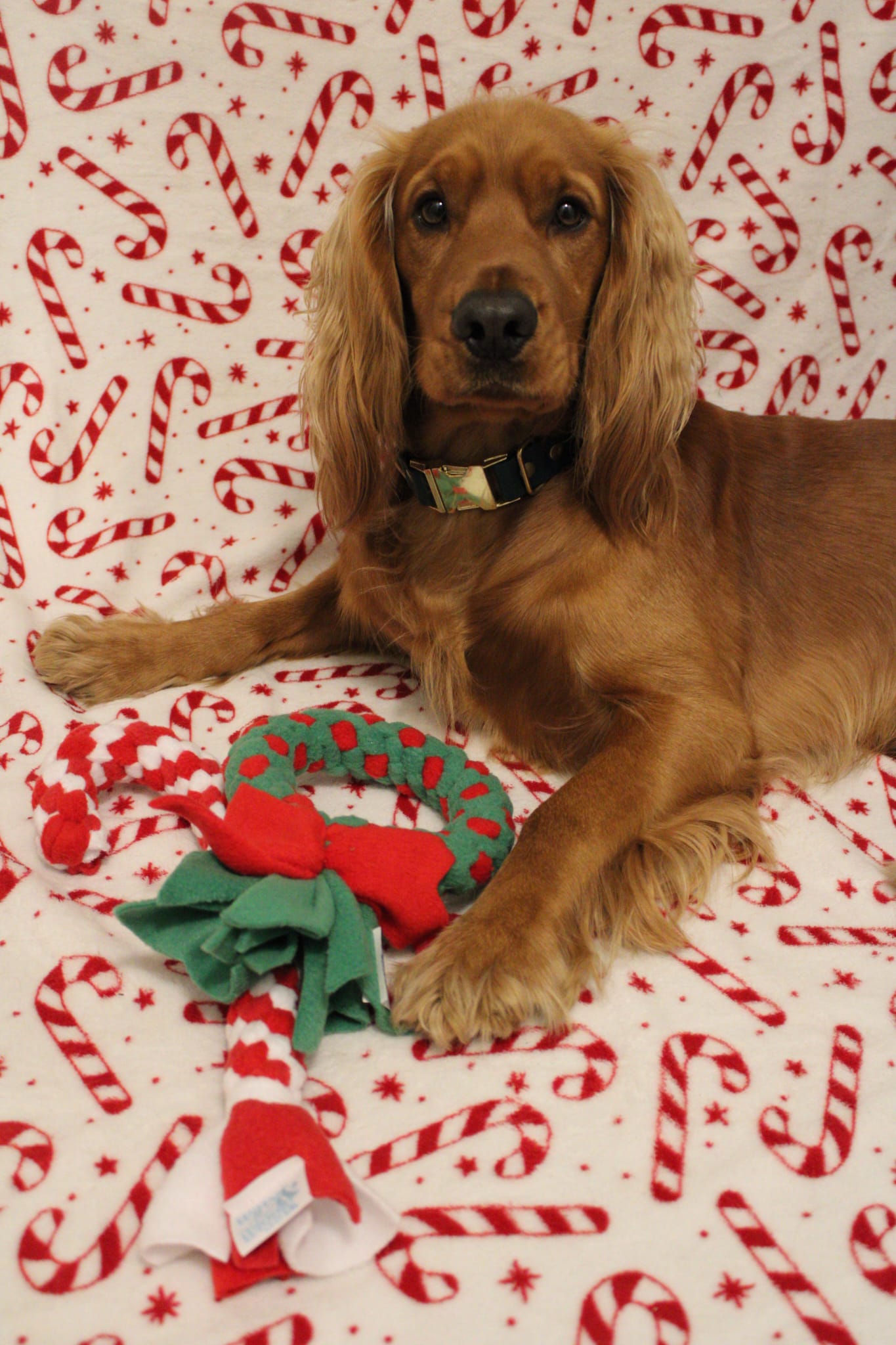 Wreath tug toy